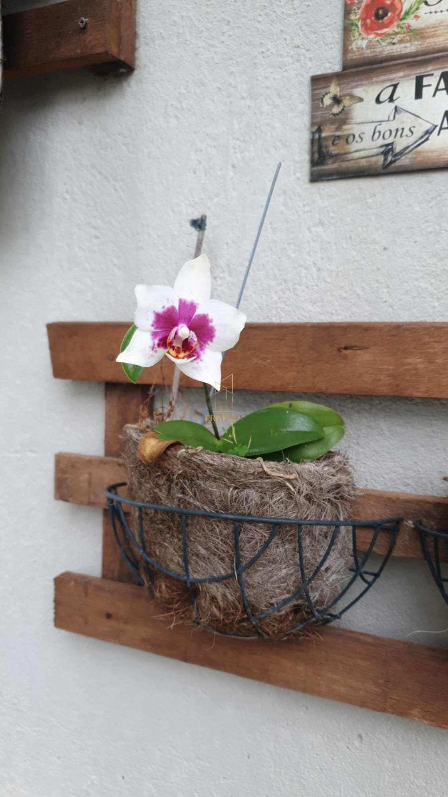 Chácara à venda em Sítio Parque Mirela — foto 4