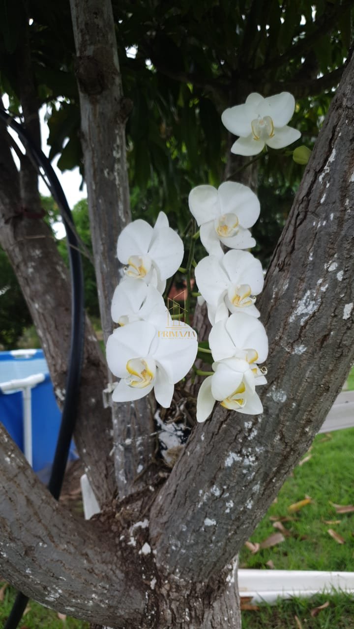 Chácara à venda em Sítio Parque Mirela — foto 5