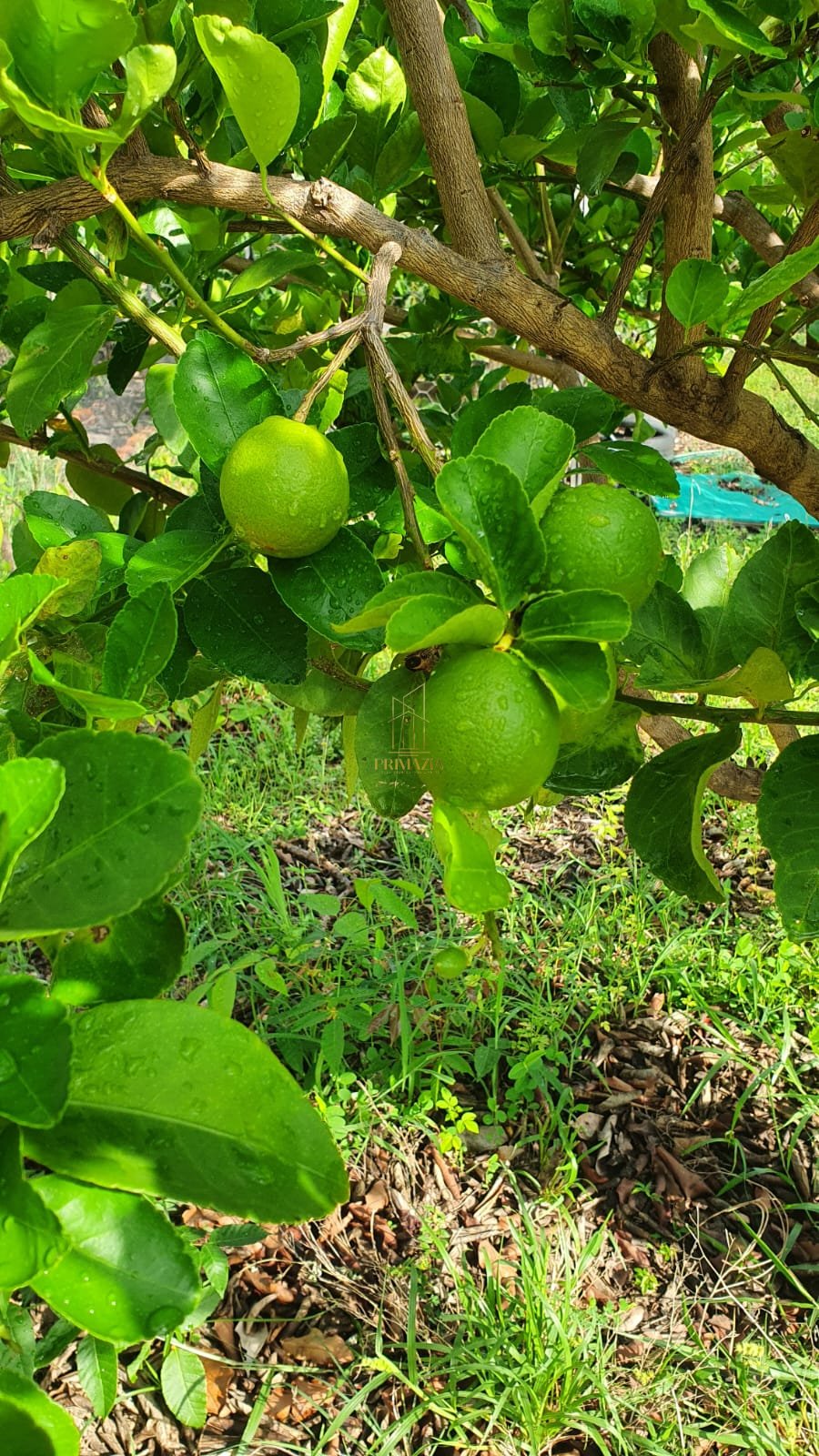 Chácara à venda em Sítio Parque Mirela — foto 6