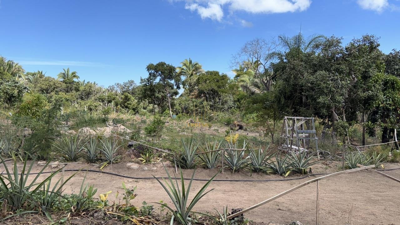 OPORTUNIDADE DE SÍTIO PRODUTIVO -MORADIA OU INVESTIMENTO RURAL — foto 1
