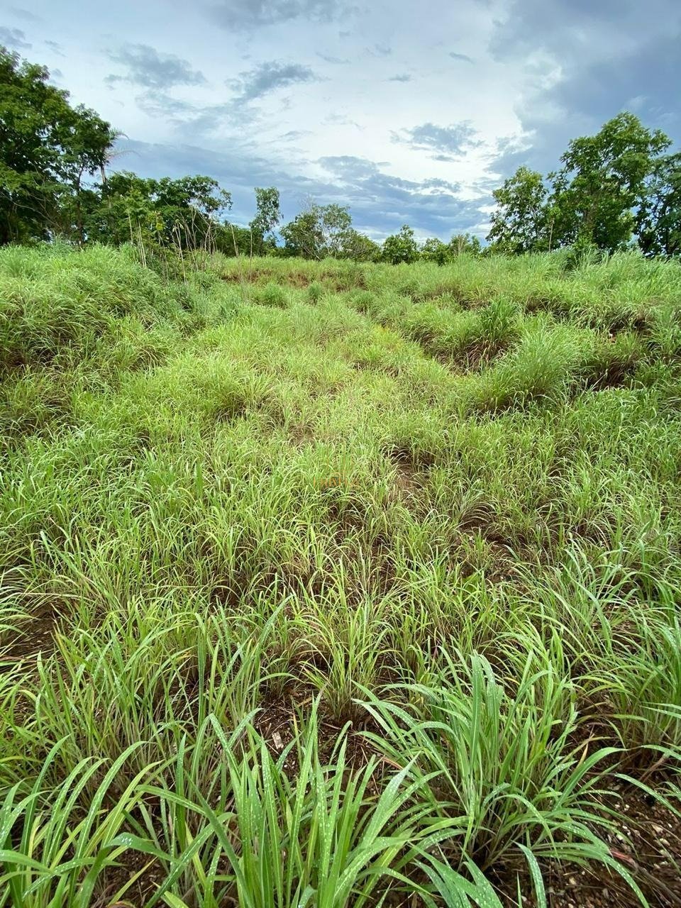 Chácara à venda em Cuiabá - Zona Rural — foto 3